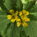 Geum macrophyllum macrophyllum - Photo (c) Susan, some rights reserved (CC BY-NC), uploaded by Susan
