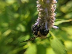Xylocopa virginica