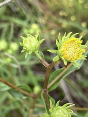 Helianthus longifolius