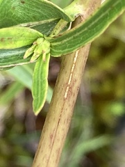 Helianthus longifolius