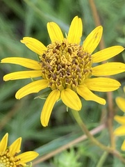 Helianthus longifolius