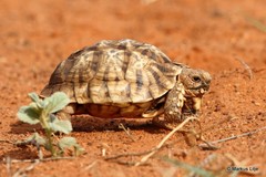 Psammobates oculifer