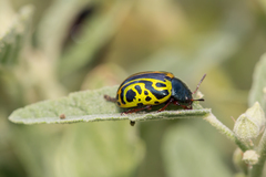 Calligrapha serpentina