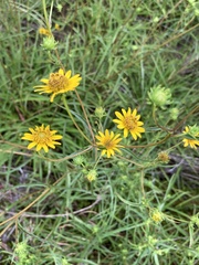 Helianthus longifolius