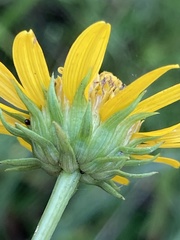 Helianthus longifolius