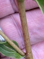 Helianthus longifolius