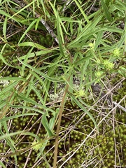 Helianthus longifolius