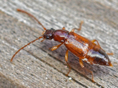Anthophagus caraboides