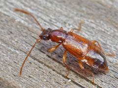 Anthophagus caraboides