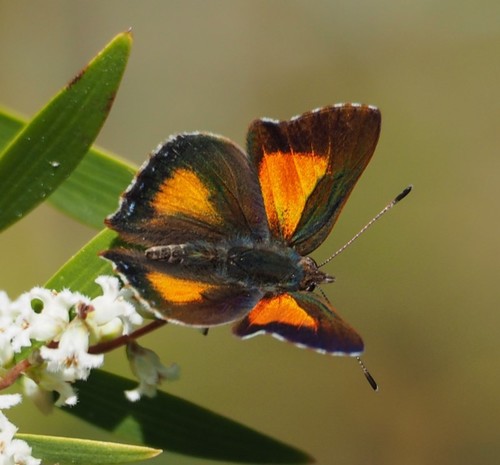 Bright Copper