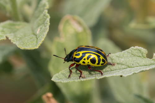 Globemallow Leaf Beetle