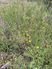 Helianthus longifolius