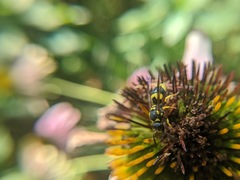 Ancistrocerus gazella