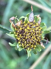 Helianthus longifolius