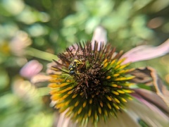 Ancistrocerus gazella