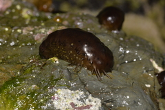 Holothuria difficilis