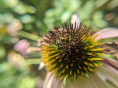 Ancistrocerus gazella