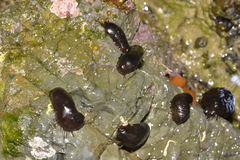 Holothuria difficilis