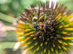 Ancistrocerus gazella