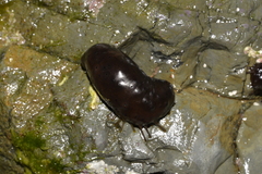 Holothuria difficilis