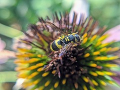 Ancistrocerus gazella