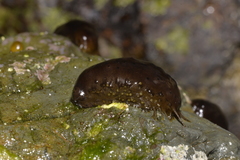 Holothuria difficilis