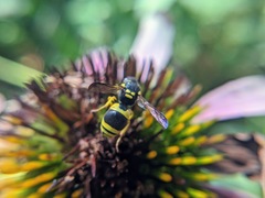 Ancistrocerus gazella