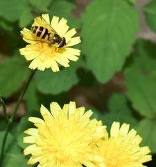 Epistrophe grossulariae