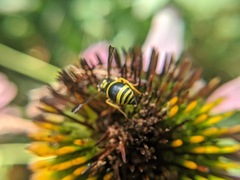 Ancistrocerus gazella