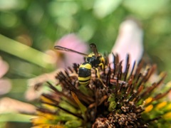 Ancistrocerus gazella