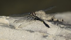 Phanogomphus kurilis