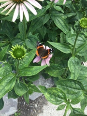 Vanessa atalanta