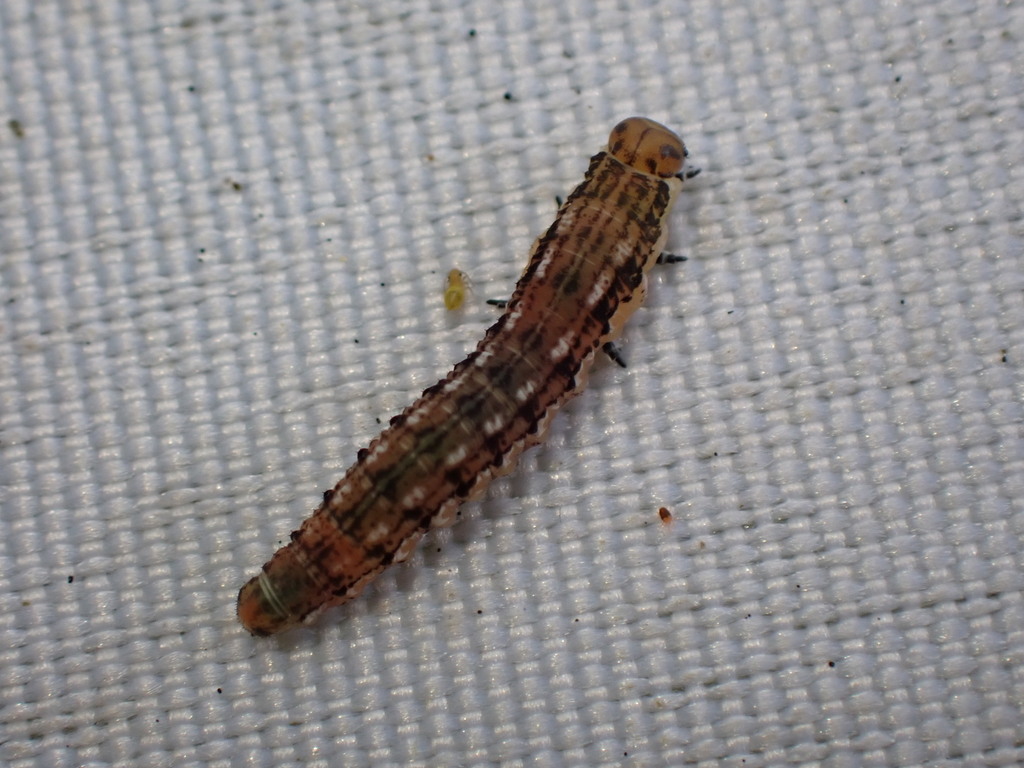 Gilpinia abieticola