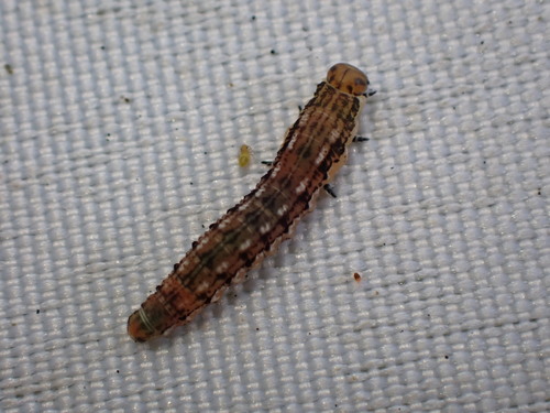 Gilpinia abieticola