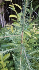 Larix laricina image