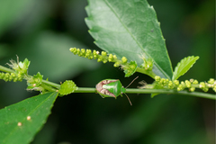 Acalypha siamensis