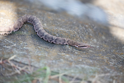 Mamushi, Gloydius blomhoffii