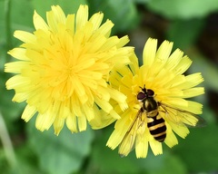 Epistrophe grossulariae