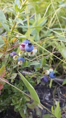 Vaccinium angustifolium image