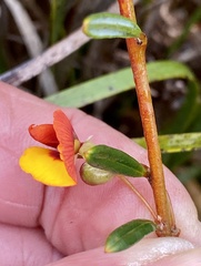 Bossiaea linophylla