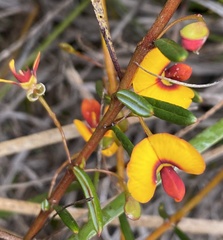 Bossiaea linophylla