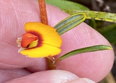 Bossiaea linophylla