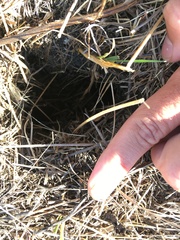 Spermophilus suslicus