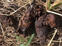 Spermophilus suslicus