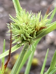 Cyperus granitophilus