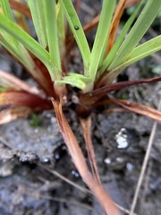 Cyperus granitophilus