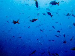 Cephalopholis colonus