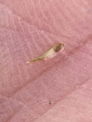 Cyperus granitophilus