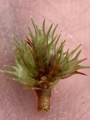 Cyperus granitophilus