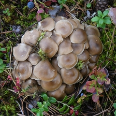 Lyophyllum fumosum